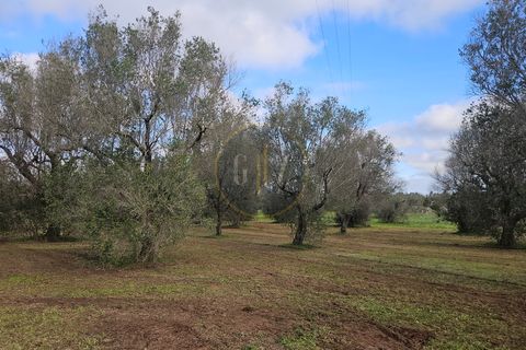 Tomt i Martano, Lecce, Martano - € 55 000 | Ref: TR002 - foto 19